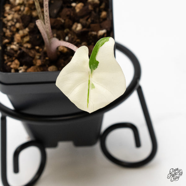 Alocasia Macrorrhiza 'Stingray' Albo Variegated (wk52-F)