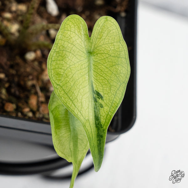 Alocasia Macrorrhiza 'Stingray' Aurea Variegated (wk43-U)