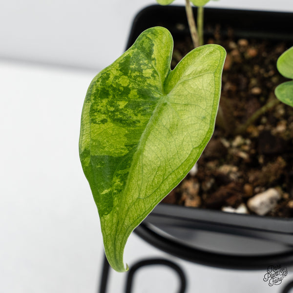 Alocasia Macrorrhiza 'Stingray' Aurea Variegated (wk43-U)