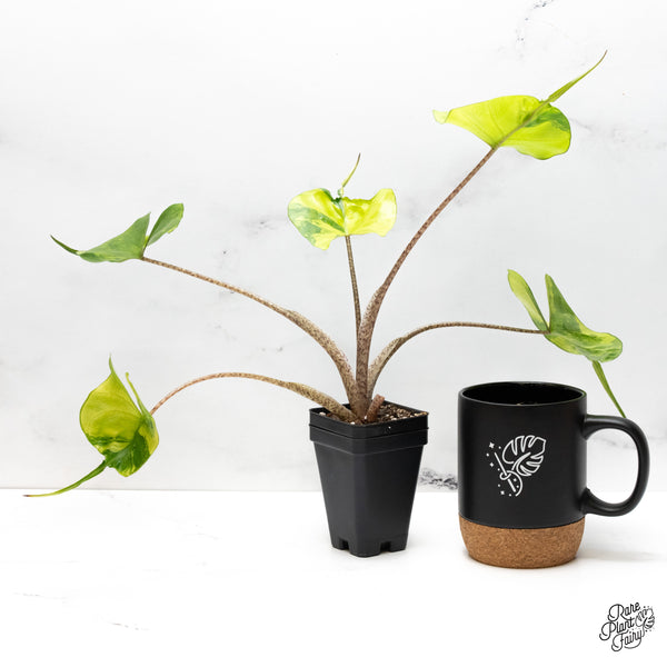 Alocasia Macrorrhiza 'Stingray' Aurea Variegated (wk48-A) *Corming Size*