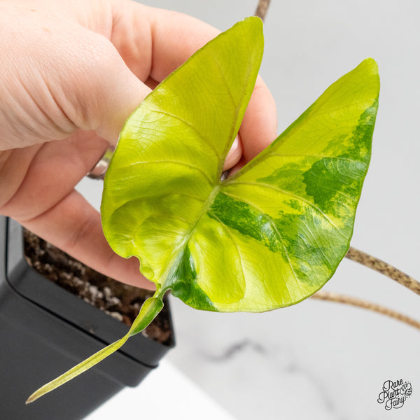 Alocasia Macrorrhiza 'Stingray' Aurea Variegated (wk48-A) *Corming Size*