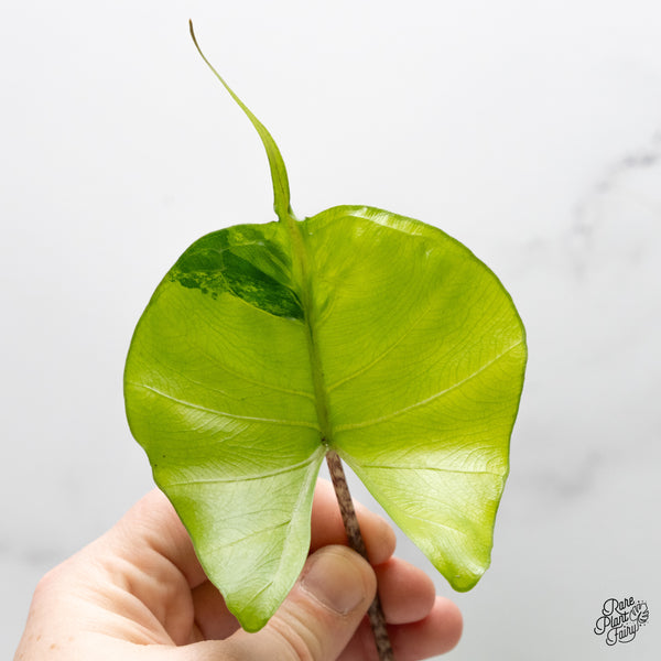 Alocasia Macrorrhiza 'Stingray' Aurea Variegated (wk48-A) *Corming Size*