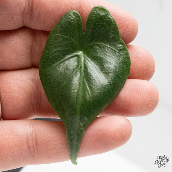 Alocasia Macrorrhiza 'Stingray' Aurea Variegated (wk49-M)