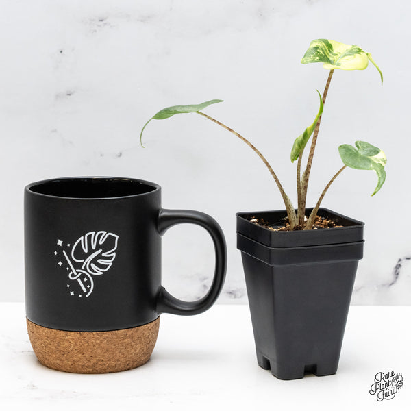 Alocasia Macrorrhiza 'Stingray' Aurea Variegated (wk49-M)