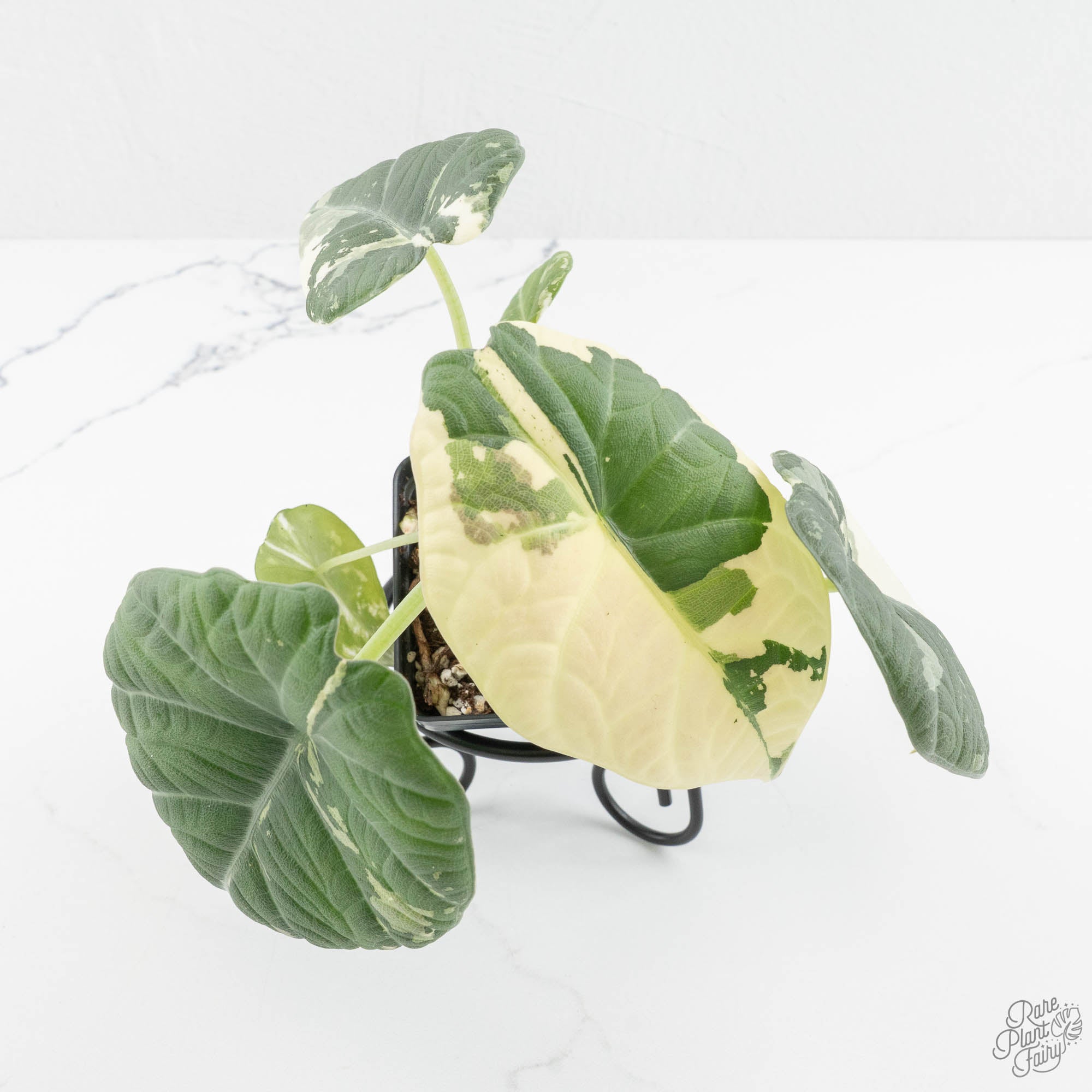 Alocasia Maharani Albo Variegated (wk14-L) – Rare Plant Fairy