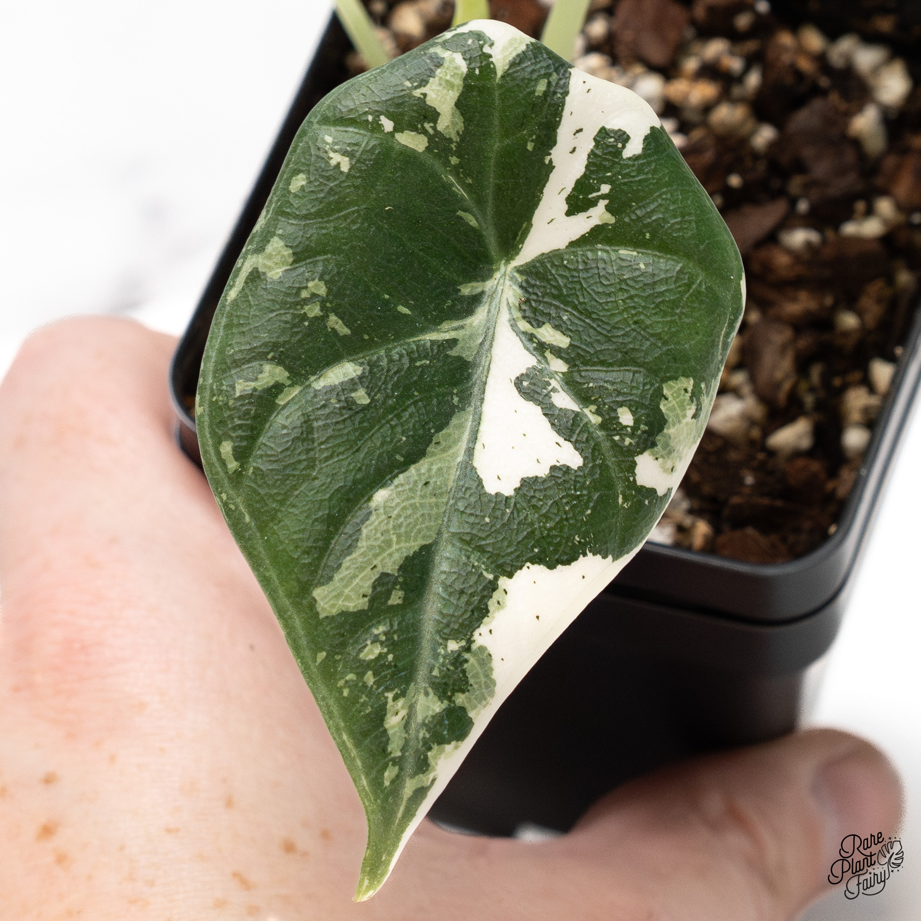 Alocasia Maharani Albo Variegated (wk41-R) – Rare Plant Fairy