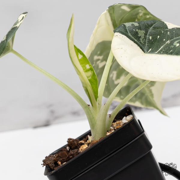 Alocasia Maharani Albo Variegated (wk47-C)