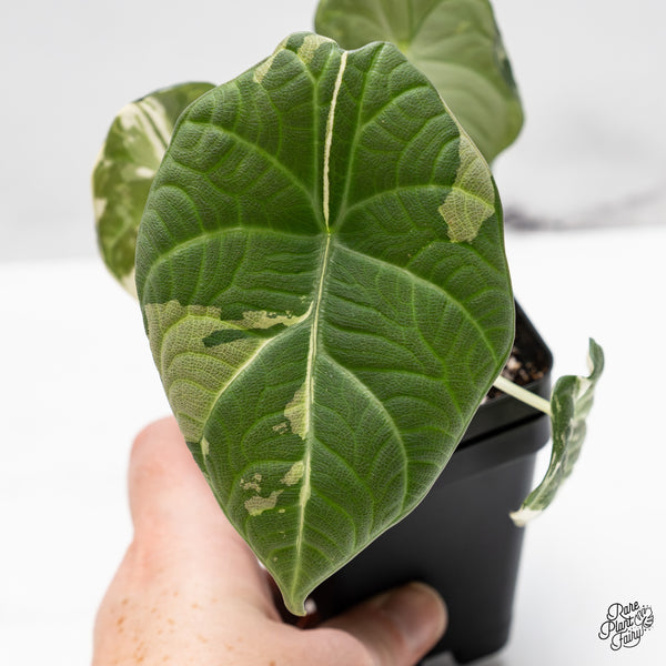 Alocasia Maharani Albo Variegated (wk50-L)