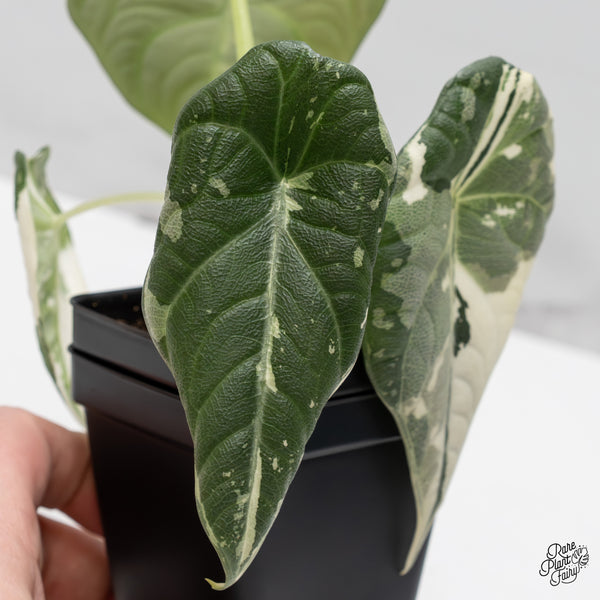 Alocasia Maharani Albo Variegated (wk50-L)