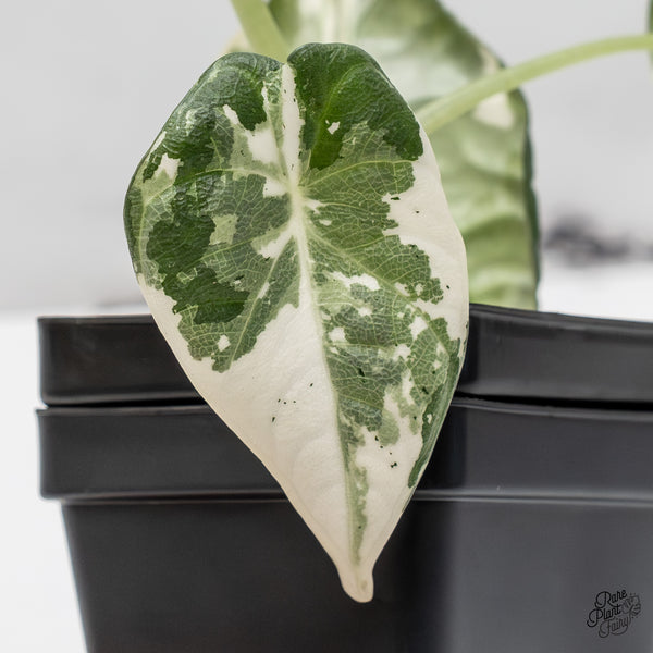 Alocasia Maharani Albo Variegated (wk50-L)