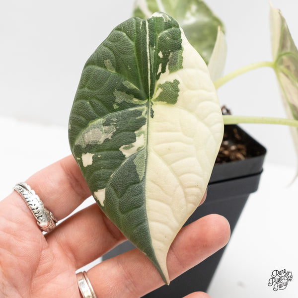 Alocasia Maharani Albo Variegated (wk4-O) *Corming Size*