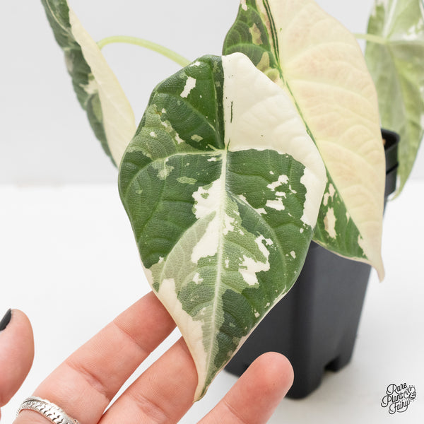 Alocasia Maharani Albo Variegated (wk4-O) *Corming Size*