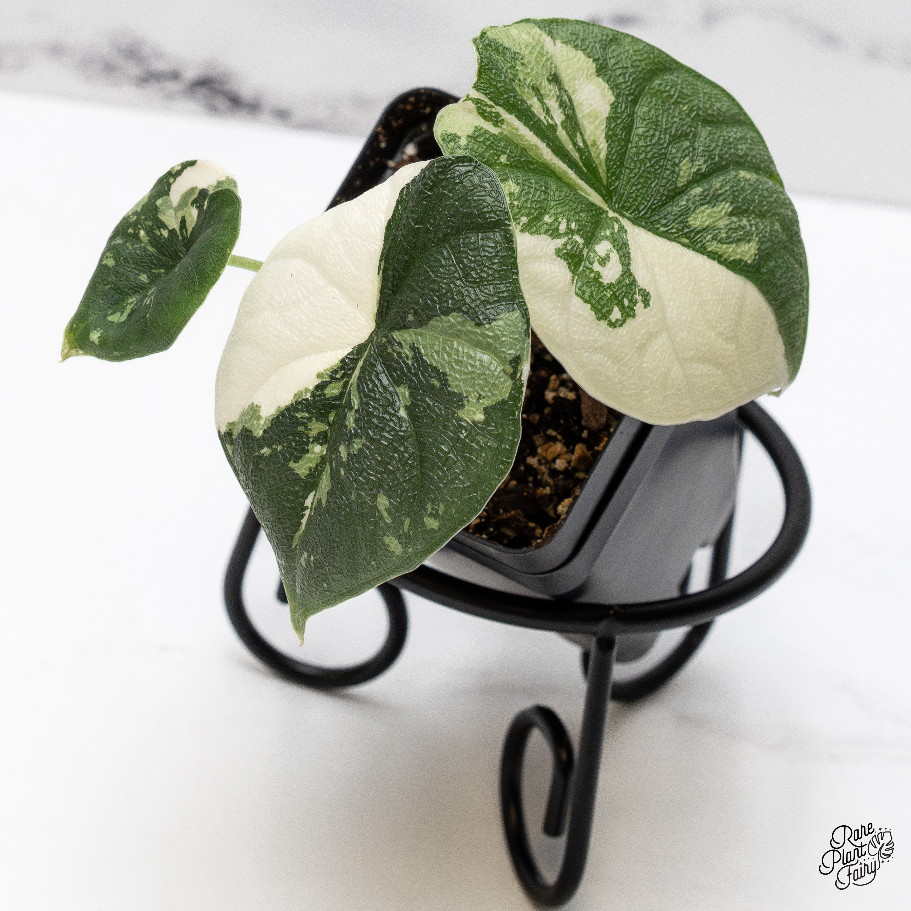 Alocasia Melo Albo アロカシア メロ アルボ ハーフムーン Alocasia Melo Albo アロカシア メロ アルボ ハーフムーン Half