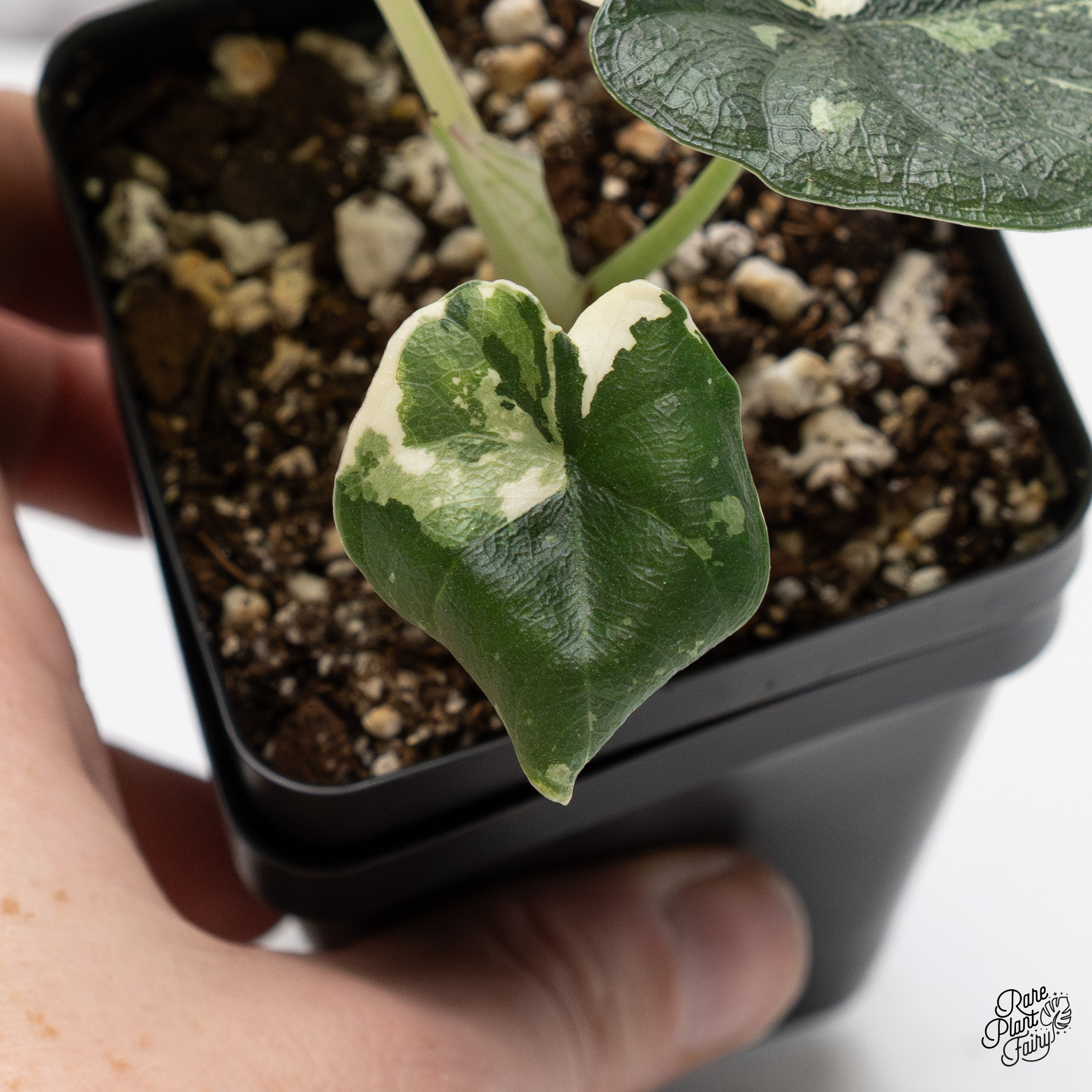 Alocasia Melo Albo Variegated (wk41-F) – Rare Plant Fairy