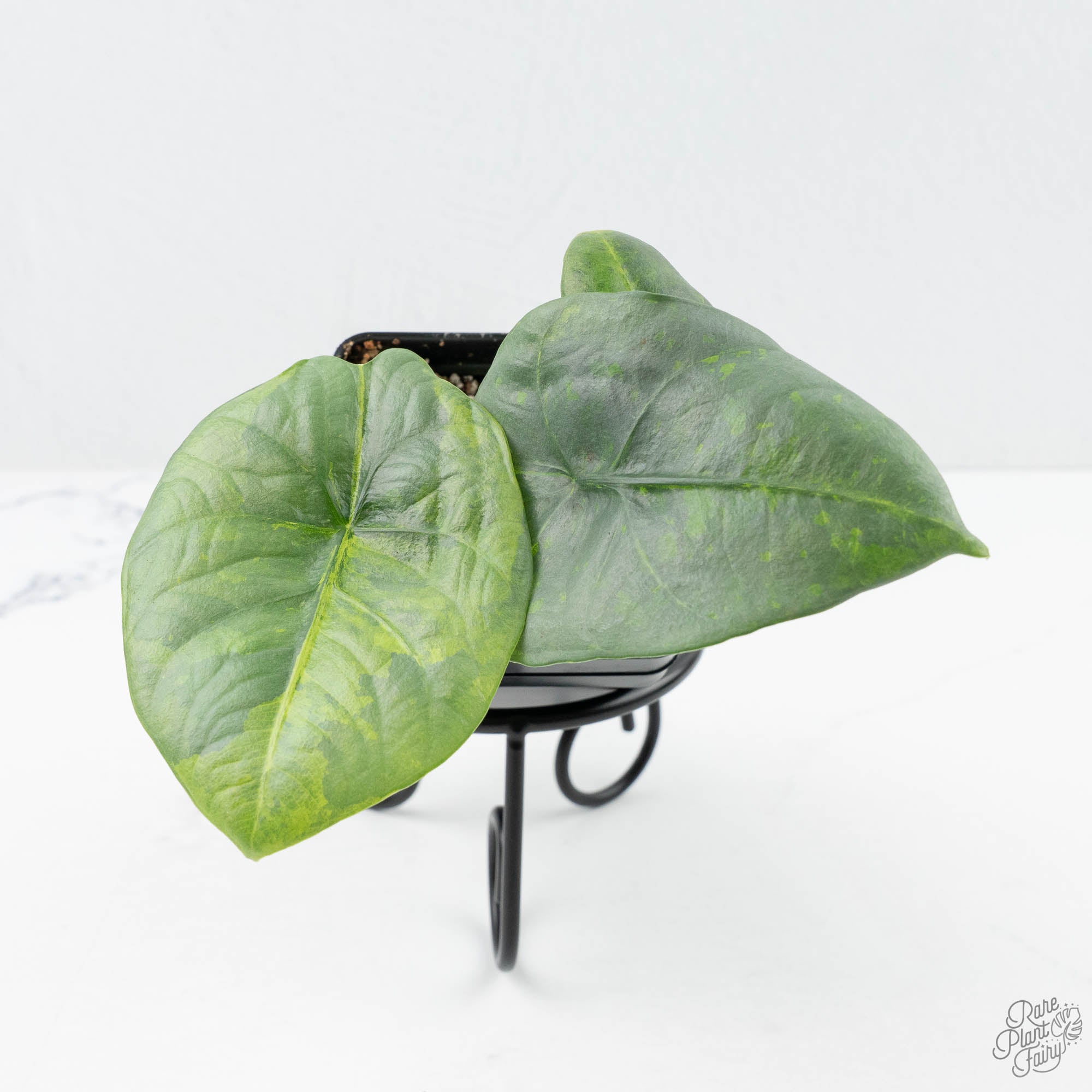 専用Prabu, exsotika var, salaca aurea,noid Scindapsus Pictus 'Apolaki' Variegated (wk21-A) – Rare Plant Fairy