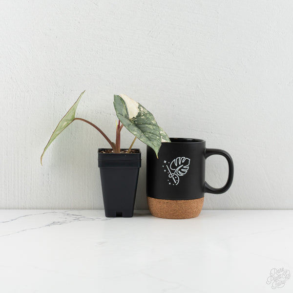 Alocasia 'Bisma Platinum' Albo Variegated (wk8-G)