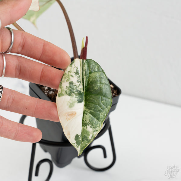 Alocasia 'Bisma Platinum' Albo Variegated (wk8-G)