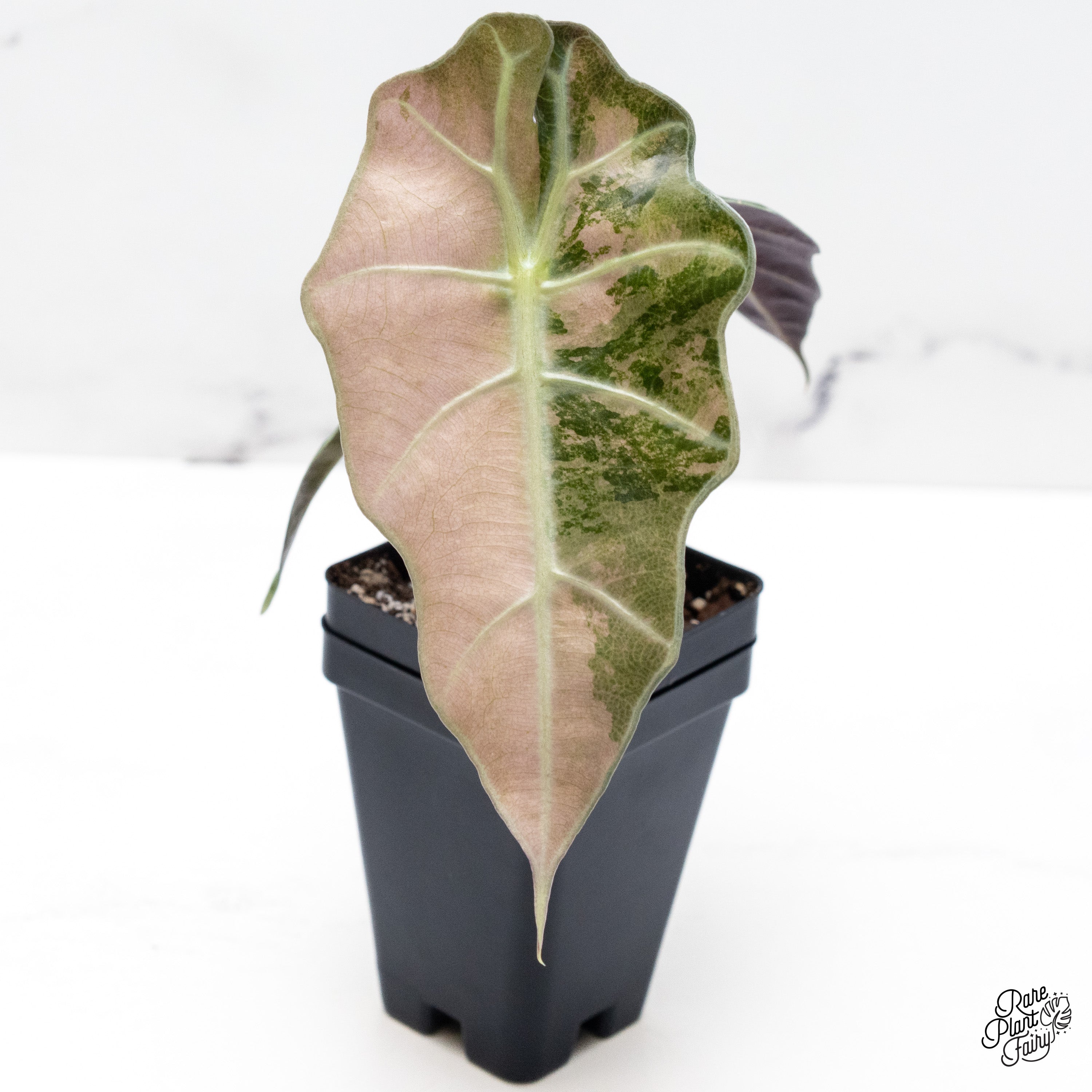 Alocasia Polly 'Pink Ghost' Variegated (wk41-U) – Rare Plant