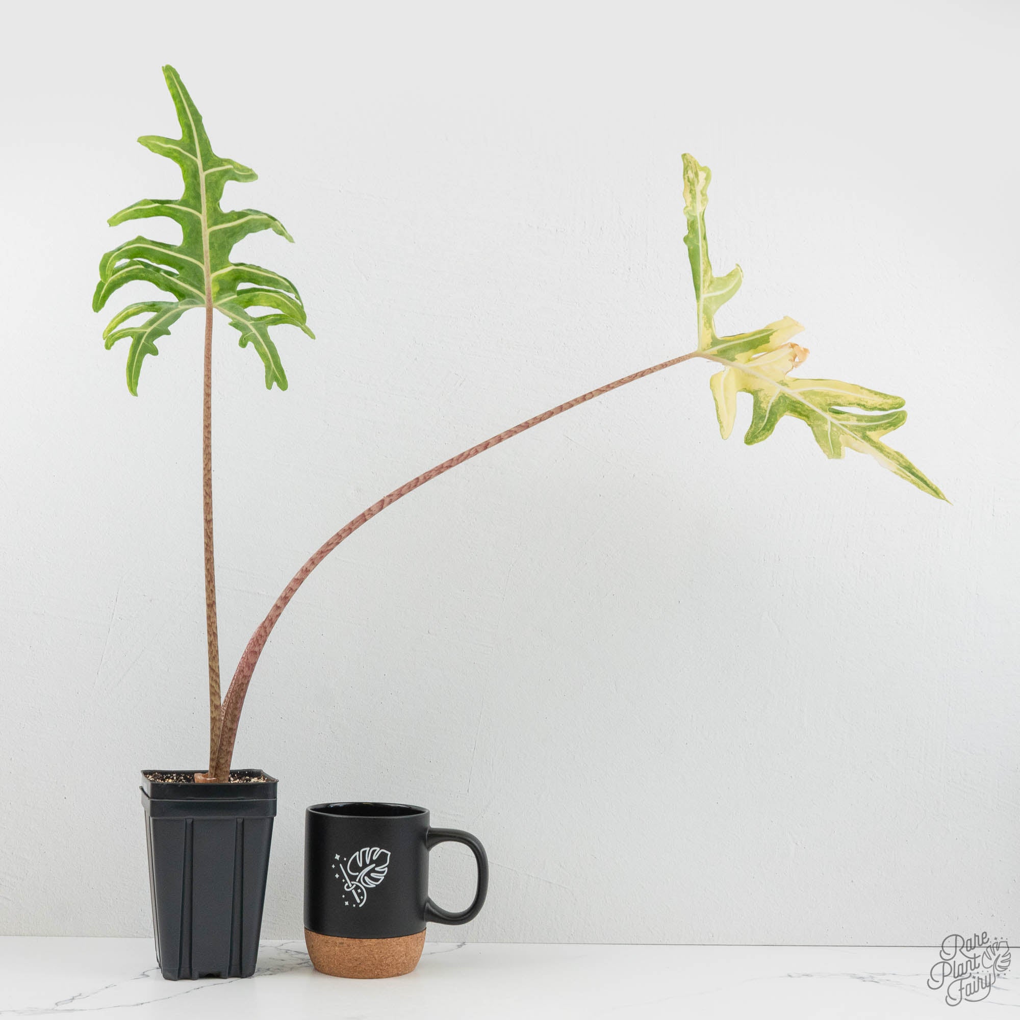 Alocasia Portei Aurea Variegated (wk17-UL) *Corming Size* – Rare