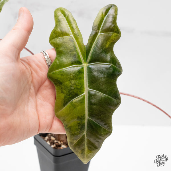 Alocasia Sanderiana aurea variegated (aka 'Pseudosanderiana') (wk1-T) *Corming Size*