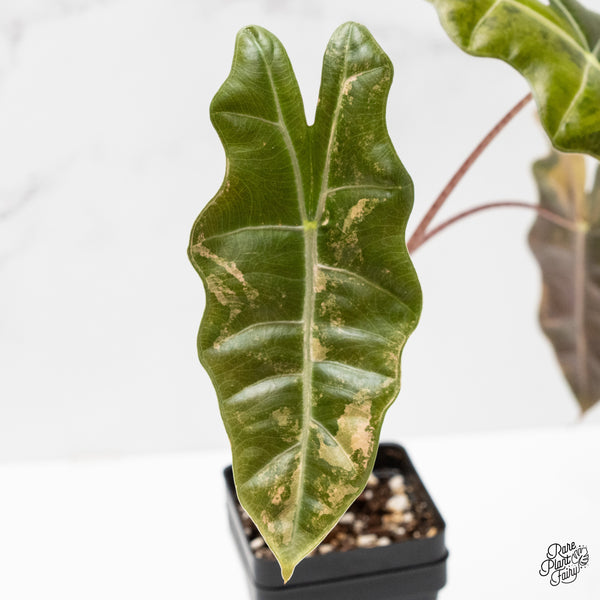 Alocasia Sanderiana aurea variegated (aka 'Pseudosanderiana') (wk1-T) *Corming Size*