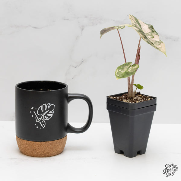 Alocasia Sanderiana Pink Variegated (aka. Pseudosanderiana) (wk1-N)