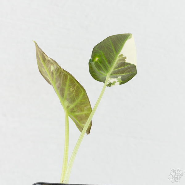 Alocasia 'Regal Shields' albo variegated (wk8-UR)