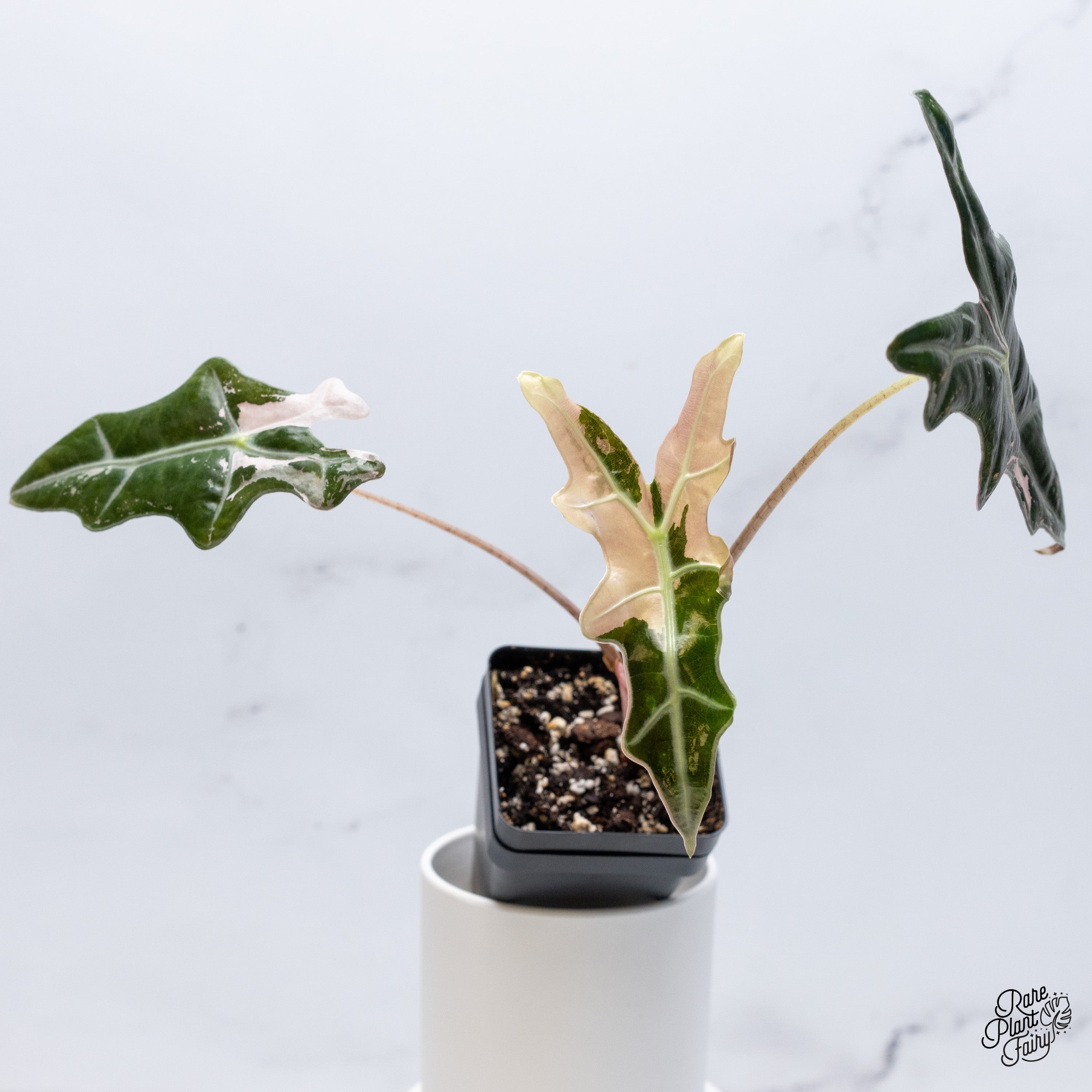 Alocasia Nobillis Pink\"K\"│アロカシア・ノビリス・ピンク Alocasia Nobillis Pink 