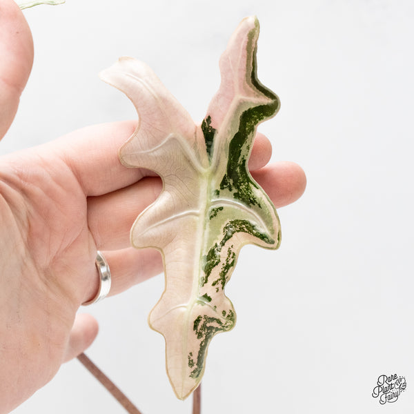 Alocasia Sanderiana 'Nobilis' Pink Variegated (wk51-E)