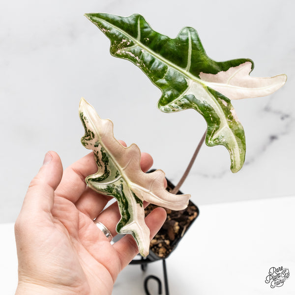 Alocasia Sanderiana 'Nobilis' Pink Variegated (wk51-E)