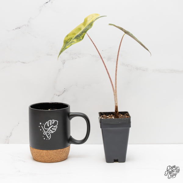 Alocasia Sanderiana Aurea Variegated (aka 'Pseudosanderiana') (wk2-L)