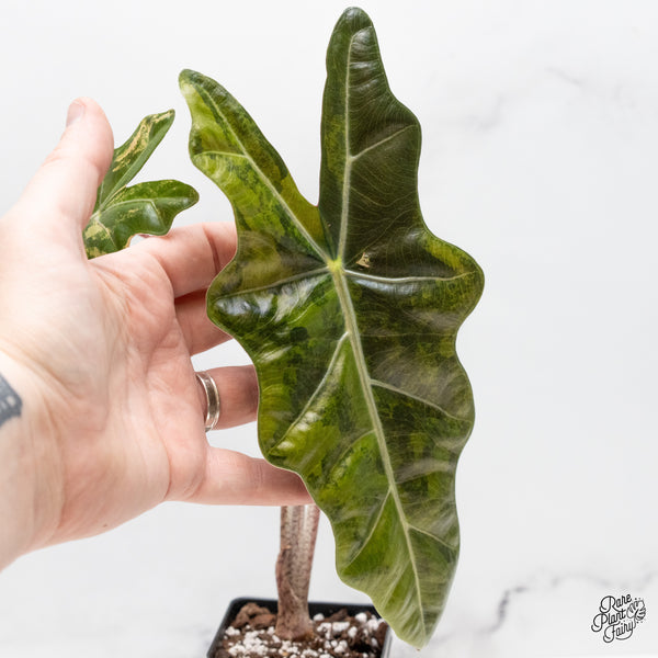 Alocasia Sanderiana Aurea Variegated (aka 'Pseudosanderiana') (wk51-C)