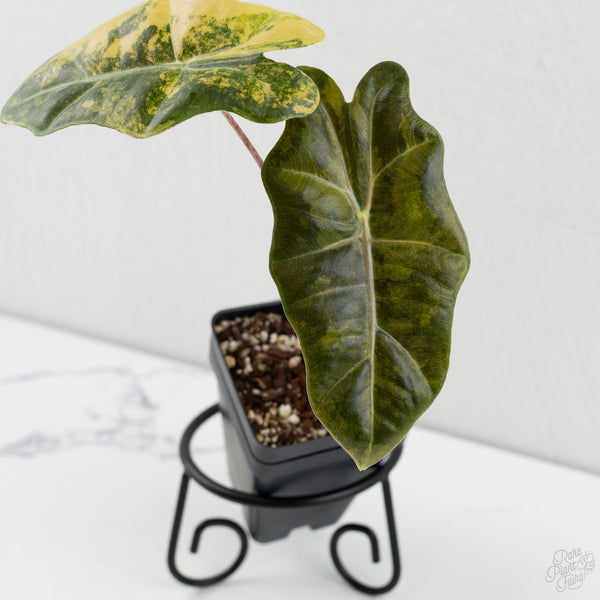 Alocasia Sanderiana Aurea Variegated (aka 'Pseudosanderiana') (wk8-E)
