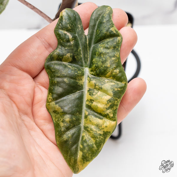 Alocasia Sanderiana Aurea Variegated (aka 'Pseudosanderiana') (wk44-S)