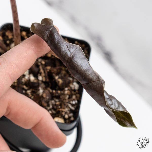 Alocasia Sanderiana Aurea Variegated (aka 'Pseudosanderiana') (wk44-S)