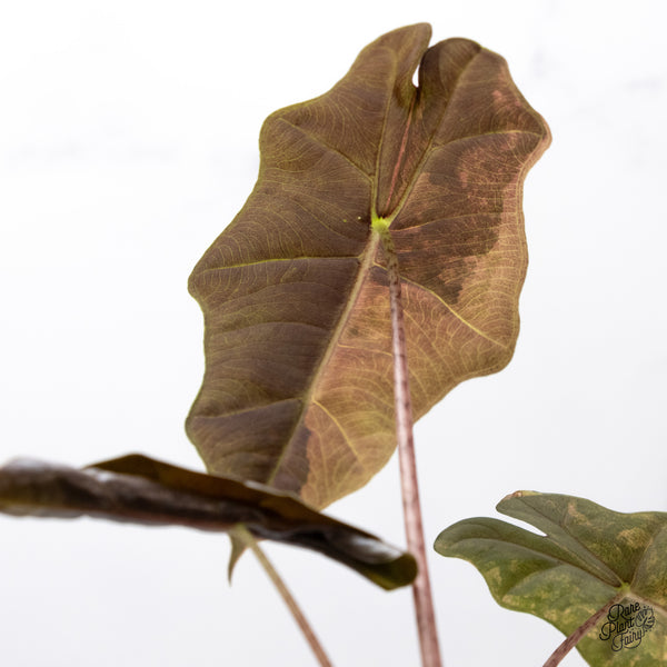 Alocasia Sanderiana Aurea Variegated (aka 'Pseudosanderiana') (wk44-S)