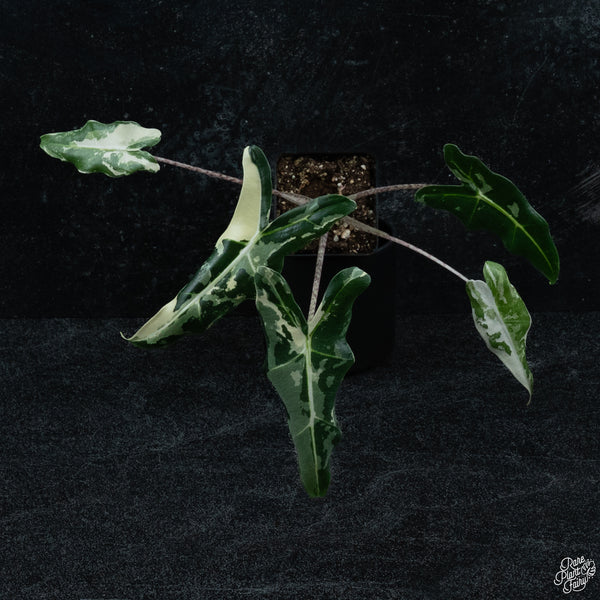 Alocasia sarian albo variegated *Grower's choice*