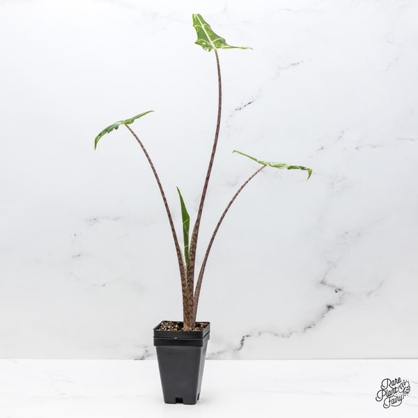 Alocasia Sarian Albo Variegated (wk48-C)