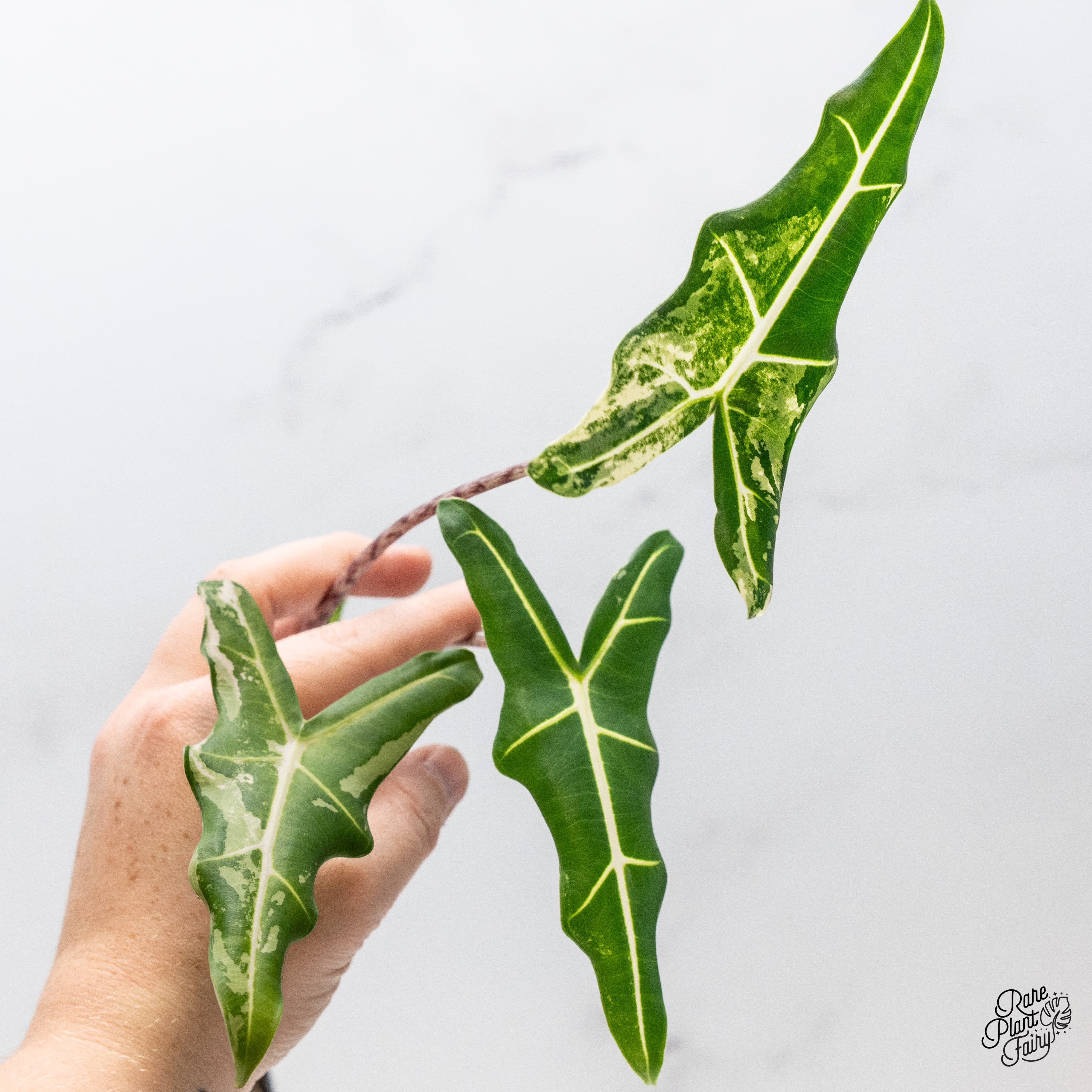 Alocasiasarianalbovariegated20 Alocasiasarianalbovariegated20