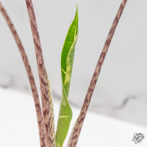 Alocasia Sarian Albo Variegated (wk48-C)