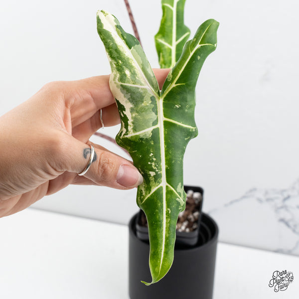 Alocasia Sarian Albo Variegated (wk43-Q) *Corming Size*