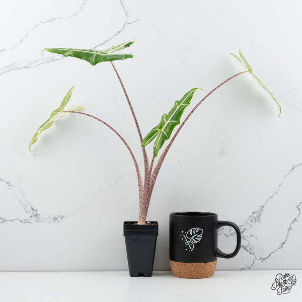 Alocasia Sarian Albo Variegated (wk43-Q) *Corming Size*