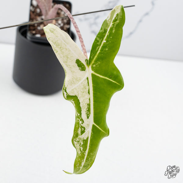 Alocasia Sarian Albo Variegated (wk43-Q) *Corming Size*