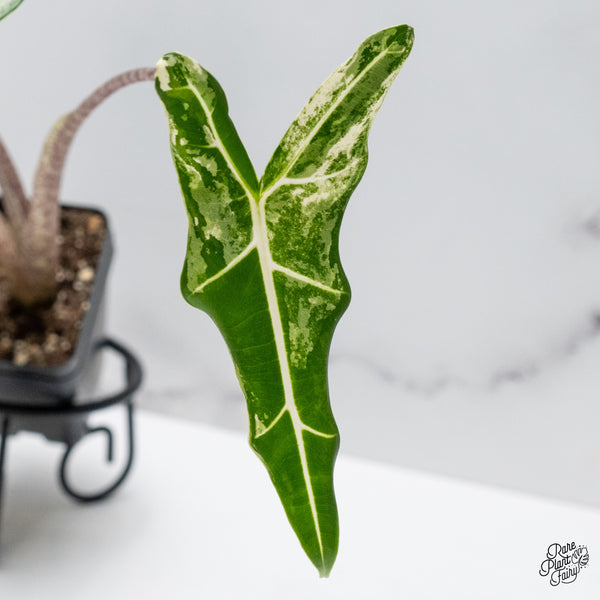 Alocasia Sarian Albo Variegated (wk49-A)