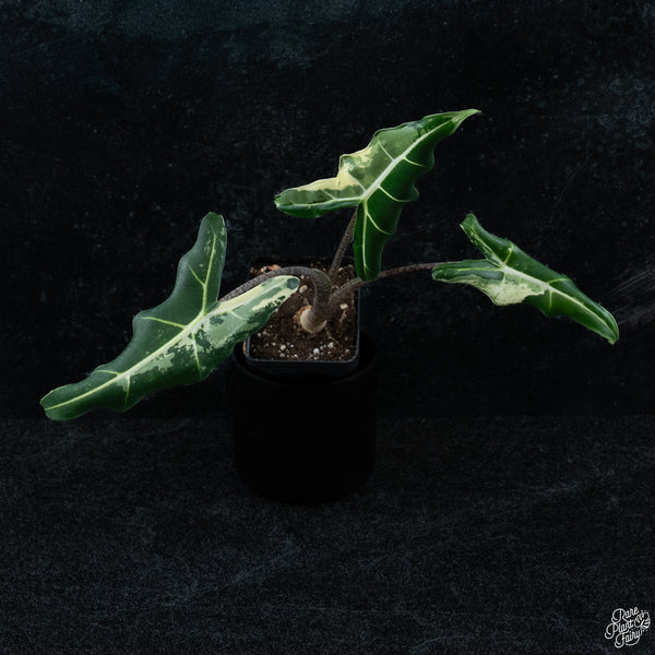 Alocasia sarian albo variegated *Grower's choice*