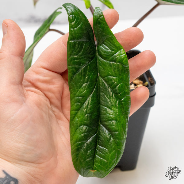 Alocasia 'Scalprum' Aurea Variegated (wk48-M)