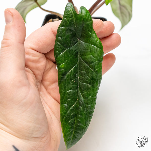 Alocasia 'Scalprum' Aurea Variegated (wk48-M)
