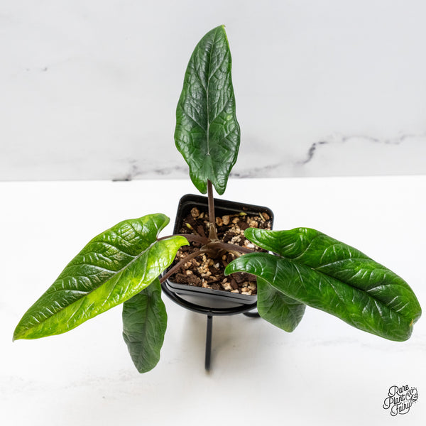 Alocasia 'Scalprum' Aurea Variegated (wk48-M)