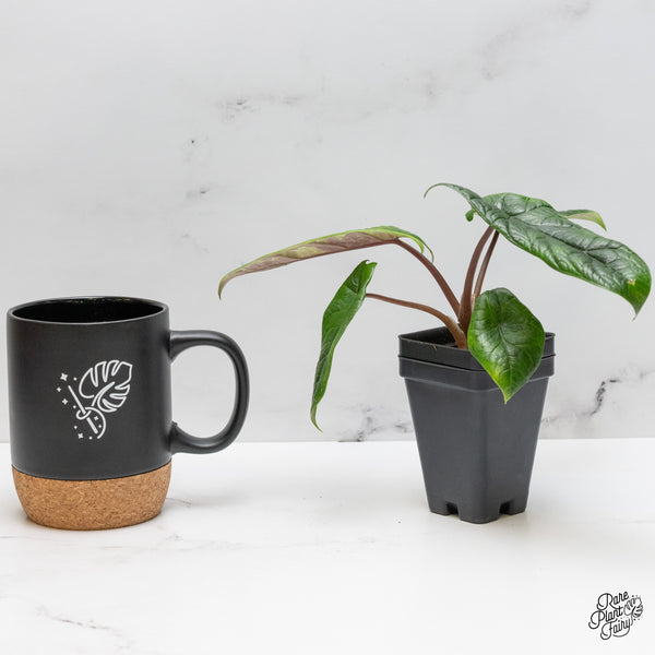 Alocasia 'Scalprum' Aurea Variegated (wk48-M)