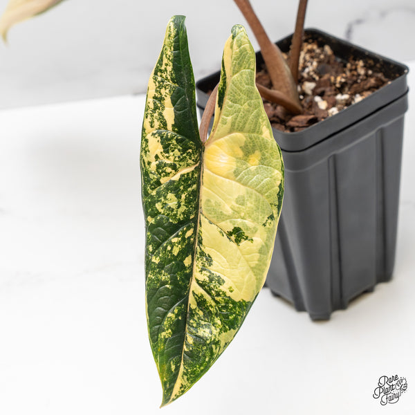 Alocasia 'Scalprum' Aurea Variegated (wk51-UI)